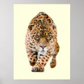Walking Jaguar Eyes Poster (Voorkant)