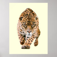 Walking Jaguar Eyes