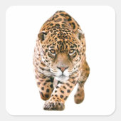 Walking Jaguar Eyes Vierkante Sticker (Voorkant)