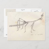 Walking Stick Insect Briefkaart (Voorkant / Achterkant)