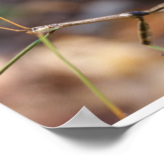 Walking Stick Poster (Hoek)