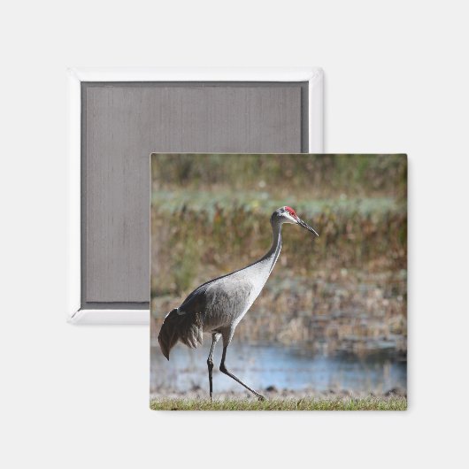 Walking Tall- Sandhill Crane Magneet (Voorkant / Achterkant)