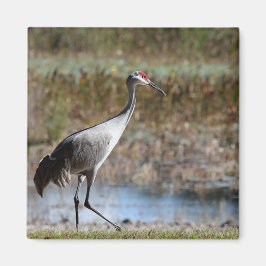 Walking Tall- Sandhill Crane Magneet