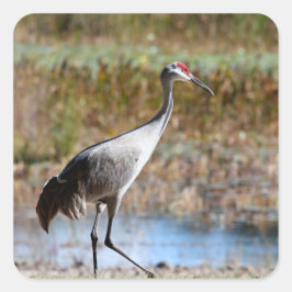 Walking Tall - Sandhill Crane Vierkante Sticker