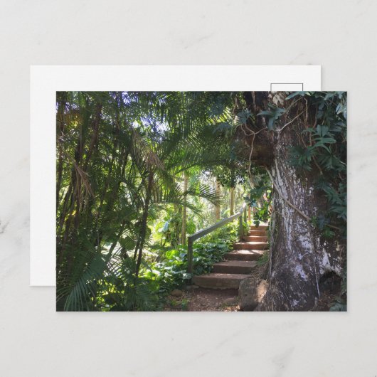 Walkway through a Tropical Forest, Kauai, Hawaii Briefkaart (Voorkant / Achterkant)