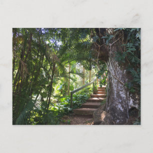Walkway through a Tropical Forest, Kauai, Hawaii Briefkaart
