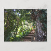Walkway through a Tropical Forest, Kauai, Hawaii Briefkaart (Voorkant)