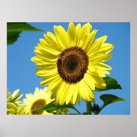 Wall Art zonnebloemen Kunst Print Blue Sky Canvas (Voorkant)