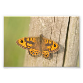 Wall Brown Butterfly Foto Afdruk (Voorkant)