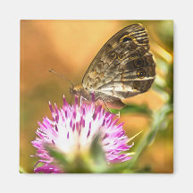 Wall Brown Butterfly Lasiommata megera Painting