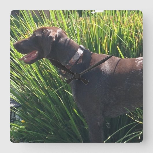 Wall Clock with German Shorthair Pointer Vierkante Klok (Voorkant)