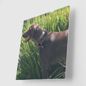Wall Clock with German Shorthair Pointer Vierkante Klok (Hoek)