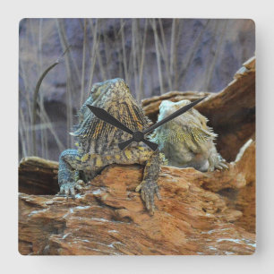 Wall Clock with two curious lizards Vierkante Klok