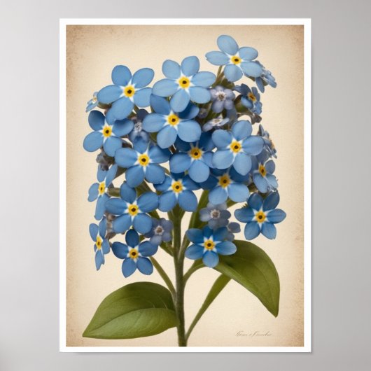 Wall Poster Mooi Forget-Me-Not Flower Poster (Voorkant)