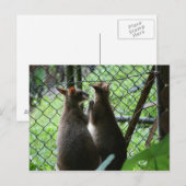 Wallabies Briefkaart (Voorkant / Achterkant)