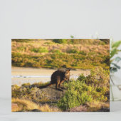 Wallaby aan de Riverside (Staand voorkant)