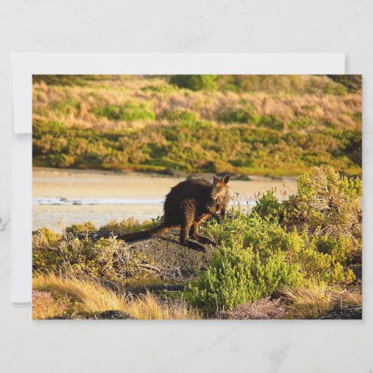 Wallaby aan de Riverside (Voorkant)