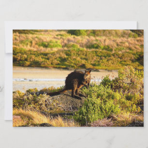 Wallaby aan de Riverside