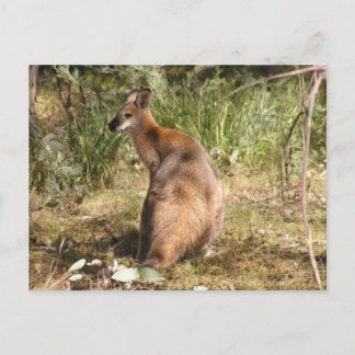 Wallaby Briefkaart
