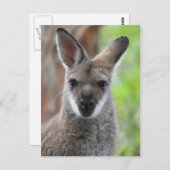 Wallaby Briefkaart (Voorkant / Achterkant)