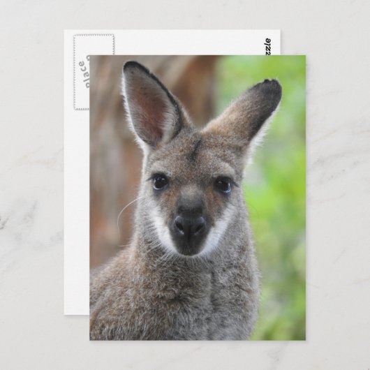 Wallaby Briefkaart (Voorkant / Achterkant)