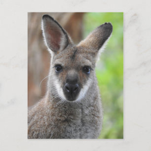 Wallaby Briefkaart