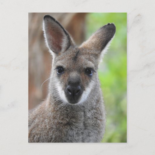 Wallaby Briefkaart (Voorkant)