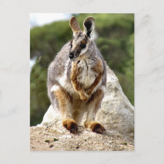 Wallaby Briefkaart (Voorkant)