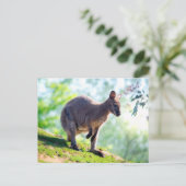 Wallaby Briefkaart (Staand voorkant)