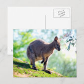 Wallaby Briefkaart (Voorkant / Achterkant)