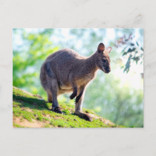 Wallaby Briefkaart