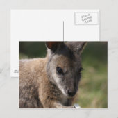 Wallaby Briefkaart (Voorkant / Achterkant)