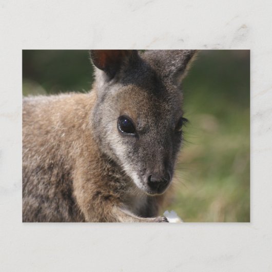 Wallaby Briefkaart (Voorkant)