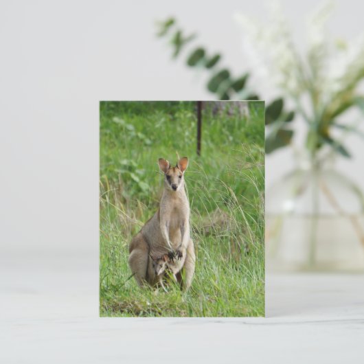 WALLABY EN JOEY PLRAL QUEENSLAND AUSTRALIË BRIEFKAART (Staand voorkant)