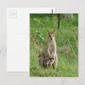 WALLABY EN JOEY PLRAL QUEENSLAND AUSTRALIË BRIEFKAART (Voorkant / Achterkant)