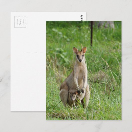 WALLABY EN JOEY PLRAL QUEENSLAND AUSTRALIË BRIEFKAART (Voorkant / Achterkant)