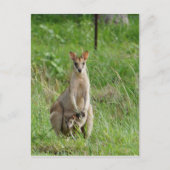 WALLABY EN JOEY PLRAL QUEENSLAND AUSTRALIË BRIEFKAART (Voorkant)