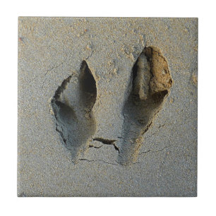 Wallaby Footprint in Sand Tegeltje