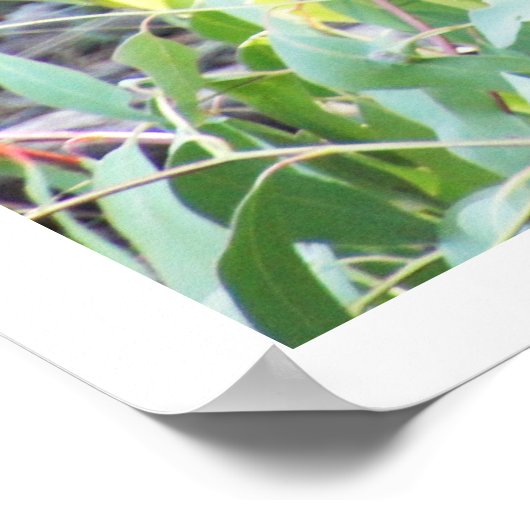 Wallaby in de Bossen Poster (Hoek)