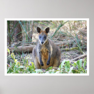 Wallaby in de Bossen Poster