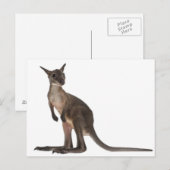 Wallaby - Macropus robustus (3 maanden oud) Briefkaart (Voorkant / Achterkant)