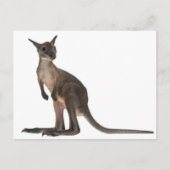 Wallaby - Macropus robustus (3 maanden oud) Briefkaart (Voorkant)