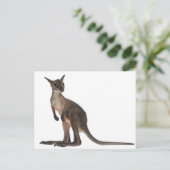 Wallaby - Macropus robustus (3 maanden oud) Briefkaart (Staand voorkant)