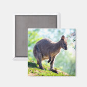 Wallaby Magneet (Voorkant / Achterkant)