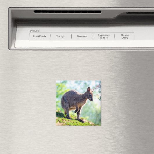 Wallaby Magneet (Insitu (Vaatwasser))