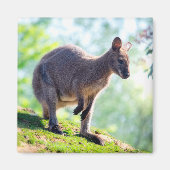 Wallaby Magneet (Voorkant)