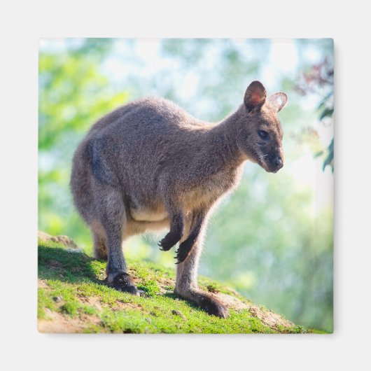 Wallaby Magneet (Voorkant)