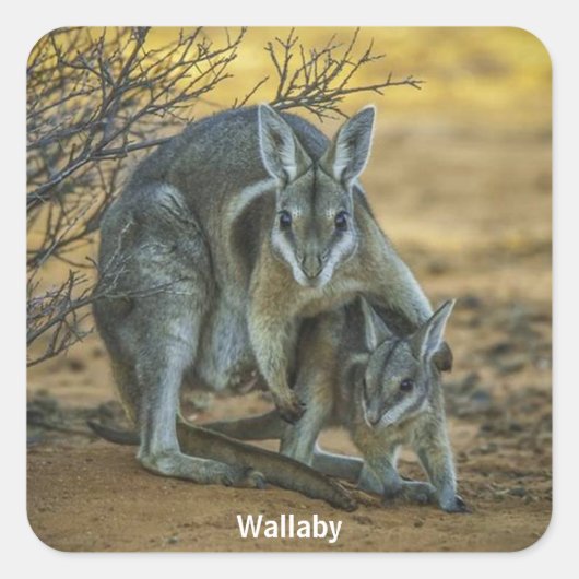 Wallaby met Baby Vierkante Sticker (Voorkant)
