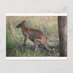 WALLABY PLRAL QUEENSLAND AUSTRALIË BRIEFKAART