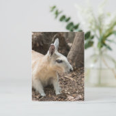 Wallaby-profiel Briefkaart (Staand voorkant)
